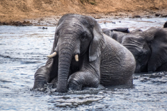 outdooreco.com-addo-elephant-park-72
