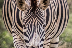 outdooreco.com-addo-elephant-park-73