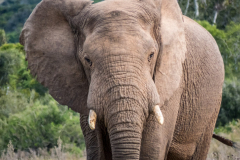 outdooreco.com-addo-elephant-park-74