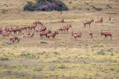 outdooreco.com-addo-elephant-park-75