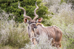 outdooreco.com-addo-elephant-park-79