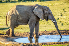 outdooreco.com-addo-elephant-park-8