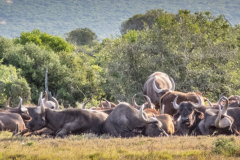 outdooreco.com-addo-elephant-park-81