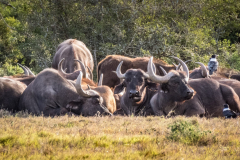 outdooreco.com-addo-elephant-park-82