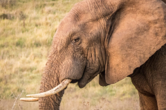 outdooreco.com-addo-elephant-park-85