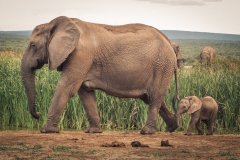 outdooreco.com-addo-elephant-park-89