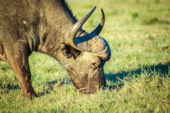 outdooreco.com-addo-elephant-park-9