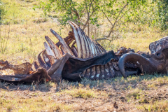 outdooreco.com-addo-elephant-park-95