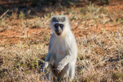 outdooreco.com-addo-elephant-park-96