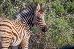 outdooreco.com-addo-elephant-park-98