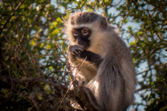 outdooreco.com-addo-elephant-park-99