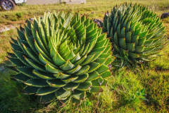 outdooreco.com-semonkong-075-1