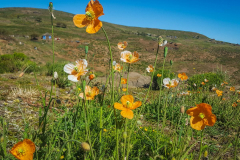outdooreco.com-semonkong-163