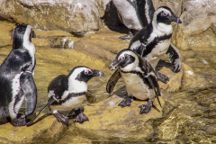 outdooreco.com-port-elizabeth-gallery-20