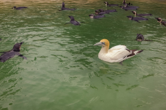 outdooreco.com-port-elizabeth-gallery-21
