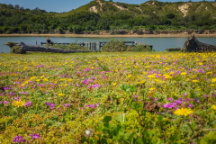 outdooreco.com-port-elizabeth-gallery-82