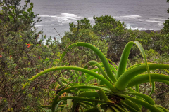 outdooreco.com-storms-river-mouth-019