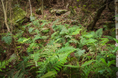 outdooreco.com-storms-river-mouth-049