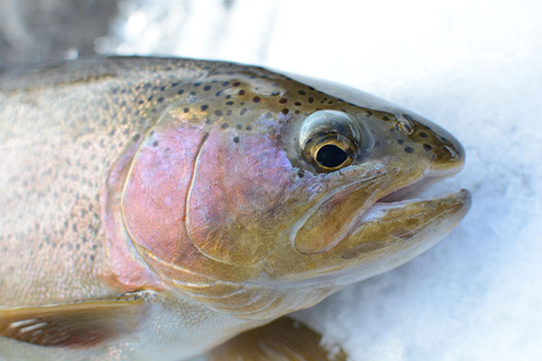 rainbow trout