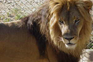 Cango Wildlife Ranch Oudtshoorn - Lion