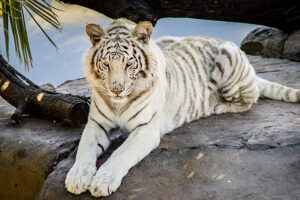 Cango Wildlife Ranch Oudtshoorn - Tiger